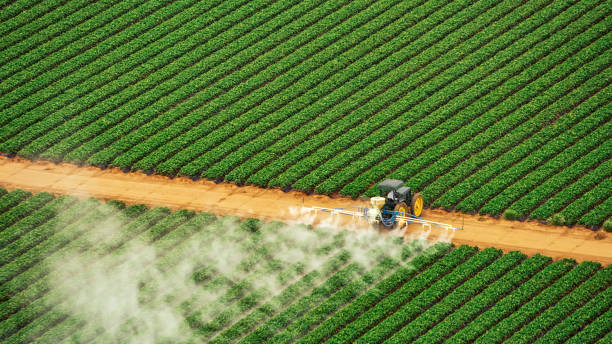 Best Ant Control Services  in Prairieville, LA