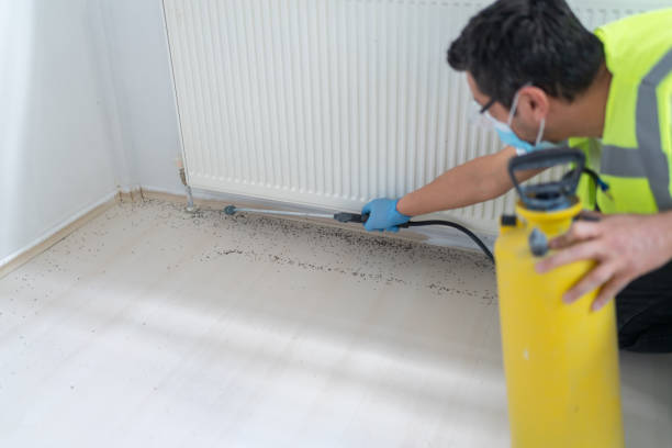 Best Termite Control Services  in Prairieville, LA