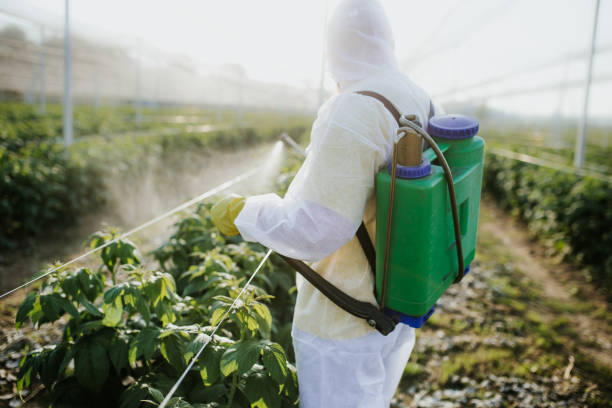 Best Affordable Pest Control Services  in Prairieville, LA